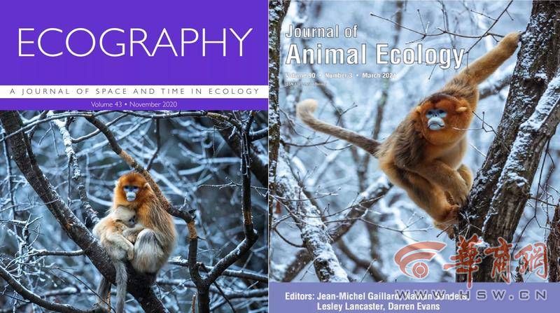 日日躁夜夜躁狠狠久久AV