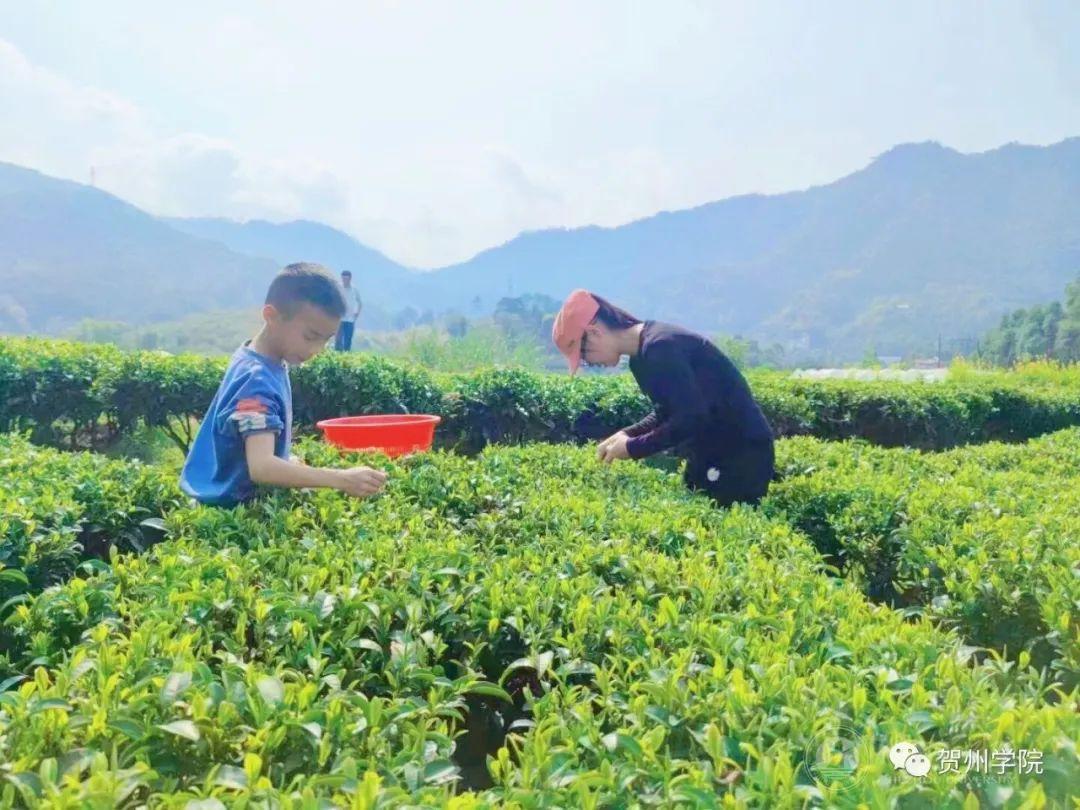 陈秋妮帮助茶农采茶